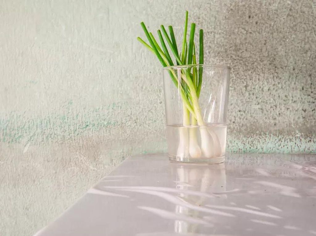 Cara Praktis Tanam Daun Bawang di Gelas Isi Air Cara Praktis Tanam Daun Bawang di Gelas Isi Air