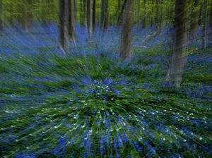 Potret Taman di Belgia yang Membiru Kala Pandemi Corona
