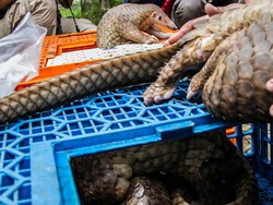 Pandemi Virus Corona Berkaitan dengan Perusakan Alam dan Ekosistem Dunia