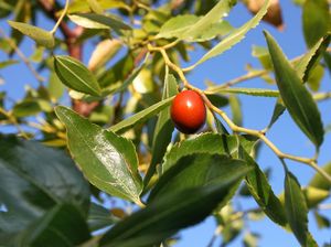 5 Tanaman Ini Disebut dalam Al-Quran dan Memberi Banyak Manfaat 5 Tanaman Ini Disebut dalam Al-Quran dan Memberi Banyak Manfaat