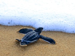 Sedih Deh, Ternyata Tukik Lebih Sering Makan Sampah Plastik di Lautan