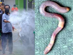 Para Pakar Menjelaskan Fenomena Munculnya Ribuan Cacing di Jateng Para Pakar Menjelaskan Fenomena Munculnya Ribuan Cacing di Jateng
