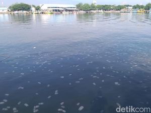 Ribuan Ubur-ubur Kembali Muncul di Perairan Probolinggo