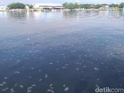 Ribuan Ubur-ubur Kembali Muncul di Perairan Probolinggo Ribuan Ubur-ubur Kembali Muncul di Perairan Probolinggo