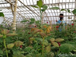 Corona Mewabah, Petani Bunga di Bandung Barat Merugi