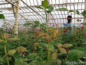 Corona Mewabah, Petani Bunga di Bandung Barat Merugi Corona Mewabah, Petani Bunga di Bandung Barat Merugi