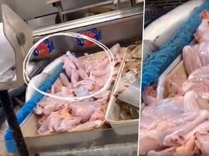 Hii..! Daging Kodok Zombie Ini Hidup Lagi Setelah Dipotong