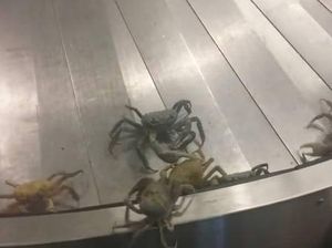 Bandara Sepi, Eh Malah Ramai Kepiting