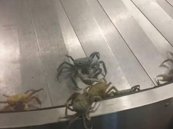 Bandara Sepi, Eh Malah Ramai Kepiting