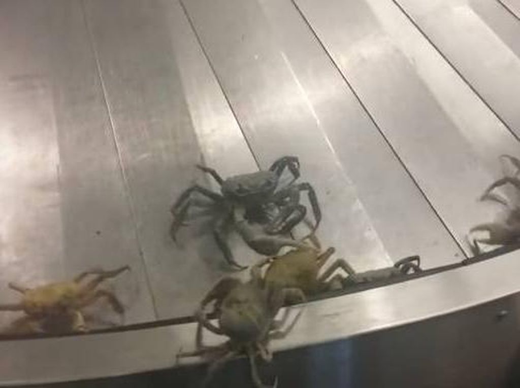 Bandara Sepi, Eh Malah Ramai Kepiting Bandara Sepi, Eh Malah Ramai Kepiting