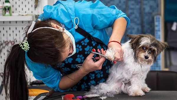 Lockdown Dilonggarkan, Anjing di Ceko Mulai Nyalon