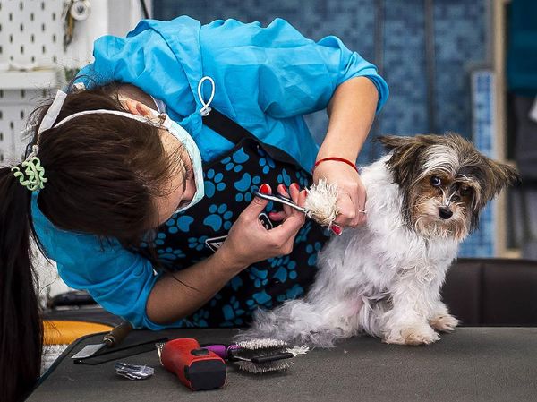 Lockdown Dilonggarkan, Anjing di Ceko Mulai Nyalon