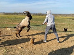 Kalau Khabib Lawan Beruang, Zabit Lawan Kambing