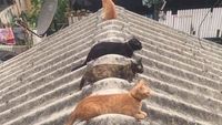 Kocak! Ketika Kucing dan Bebek Ikut-ikutan #jagajarakdulu
