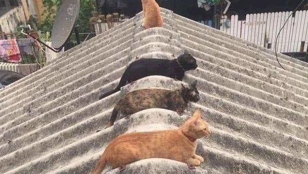 Kocak! Ketika Kucing dan Bebek Ikut-ikutan #jagajarakdulu