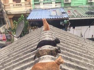 Kocak! Ketika Kucing dan Bebek Ikut-ikutan #jagajarakdulu
