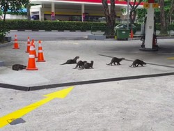 Berang-berang dan Kuda Putih Kudeta Jalanan Singapura