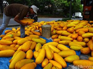 Jelang Ramadhan, Pedagang Timun Suri Mulai Ramai Jelang Ramadhan, Pedagang Timun Suri Mulai Ramai