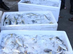 Nelayan di Bengkulu Sumbang 90 Kg Ikan, Harap Tim Medis COVID-19 Tetap Sehat