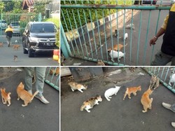 Demi Memberi Makan Kucing Jalanan, Pria Ini Rela Berpuasa