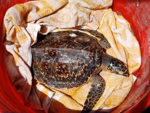 KKP Apresiasi Nelayan Selamatkan Penyu Langka yang Terdampar di Bali