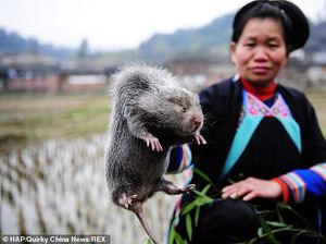 Sebelum Virus Corona, Tikus Bambu Jadi Makanan Paling Hits di China