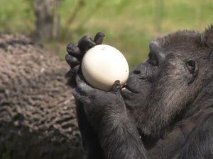 Selamat Ulang Tahun, Gorila Tertua di Dunia Fatou!