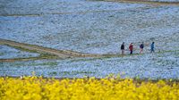 Pesona Bunga Nemophila yang Bermekaran di Jepang