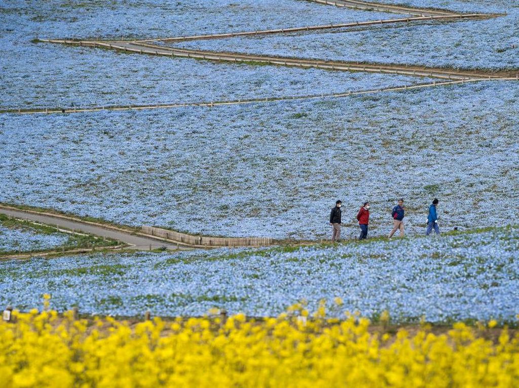 Pesona Bunga Nemophila yang Bermekaran di Jepang Pesona Bunga Nemophila yang Bermekaran di Jepang