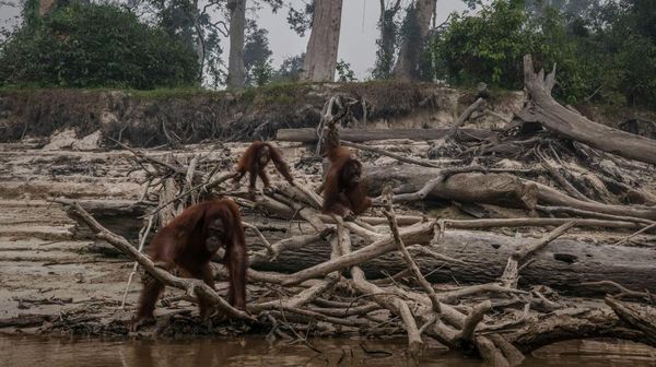 Penampakan Bumi yang Tengah Berjibaku Menghadapi Krisis