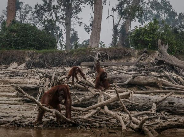 Penampakan Bumi yang Tengah Berjibaku Menghadapi Krisis