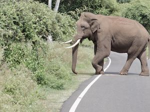 Keluarga Gajah Cari Makan Sampai ke Jalanan Malaysia