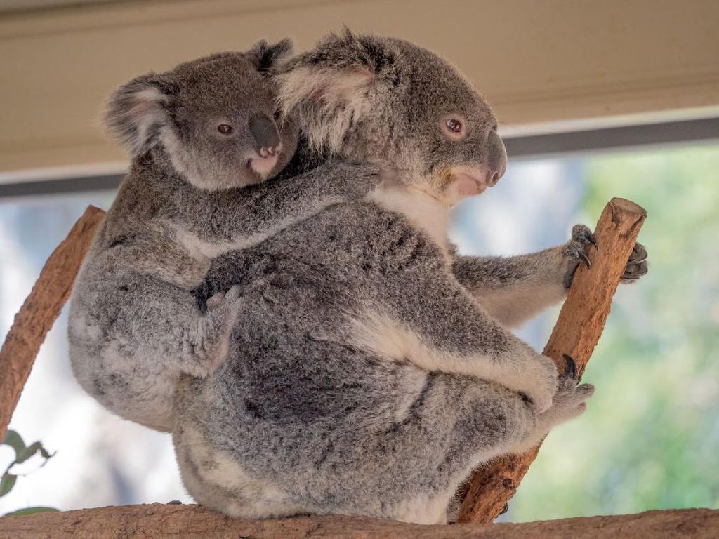 Cukup #dirumahaja Bisa Kunjungi 5 Destinasi Keren Australia Cukup #dirumahaja Bisa Kunjungi 5 Destinasi Keren Australia