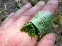 Dokter Kaget! Jaringan Sendi Sembuh dalam 24 Jam Berkat Ini!