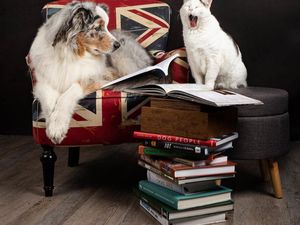 Bicara Kecerdasan Hewan, Anjing dan Kucing Pintar Mana Ya?