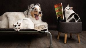Potret Lucu Kehidupan Anjing dan Kucing Selama Lockdown