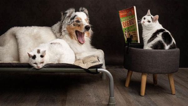 Potret Lucu Kehidupan Anjing dan Kucing Selama Lockdown