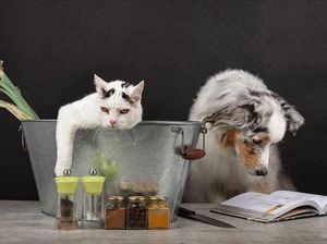 Penuhi Hal Ini Jika Mau Dianggap Pemilik Anjing Berakhlak