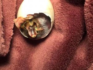 Unik! Wanita Ini Mengerami Telur Bebek Dalam Bra Selama 35 Hari