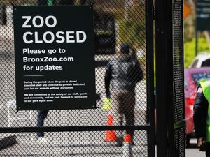 8 Singa-Harimau di Kota New York Terinfeksi Corona