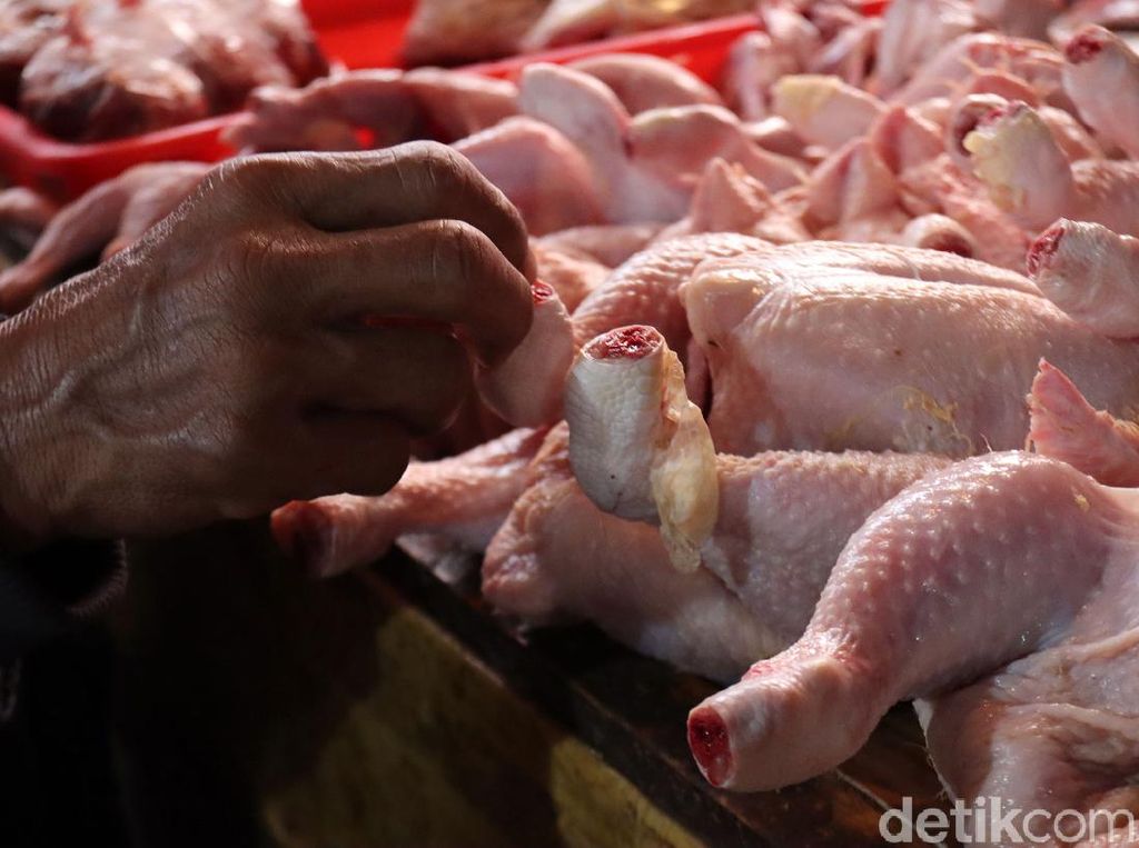 Kementan Beberkan Kejanggalan Kenaikan Harga Ayam Kementan Beberkan Kejanggalan Kenaikan Harga Ayam
