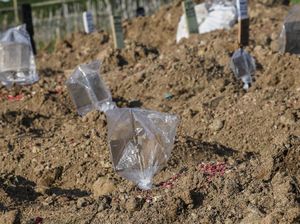 Cerita di Balik Penggalian 1.000 Makam di TPU Tegal Alur Sebelum PSBB