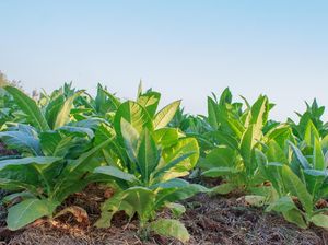 Vaksin Corona dari Tembakau Siap Diuji ke Manusia