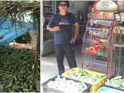 Petani Ini Donasikan 1 Ton Timun Hasil Panen yang Tak Laku saat COVID-19