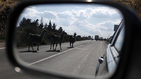 Pandemi Corona, Llama Berkeliaran di Jalanan Bolivia