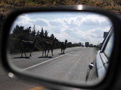 Pandemi Corona, Llama Berkeliaran di Jalanan Bolivia