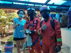 Aksi Petugas Damkar Selamatkan Kucing Tercebur Sumur di Cilandak Jaksel