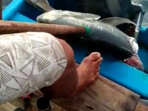 Cerita Seru Pemancing Pangandaran yang Mangsanya Dibajak Ikan Hiu Cerita Seru Pemancing Pangandaran yang Mangsanya Dibajak Ikan Hiu