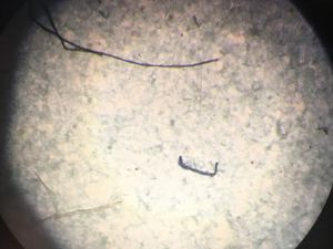 Pakai Magnet, Peneliti RMIT University Bisa Sapu Mikroplastik dengan Cepat