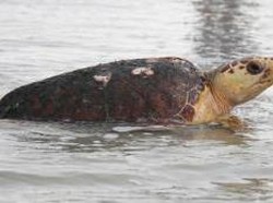 Dampak Sepi Wisatawan, Penyu di Pantai Florida Berkembang Pesat